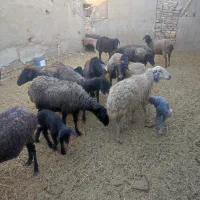 بره و بزغاله شیری میش بره دار چپش بز بزغاله دار|حیوانات مزرعه|قم, شهر قائم|دیوار