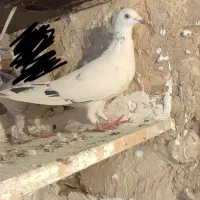 کفتر المانی سرور