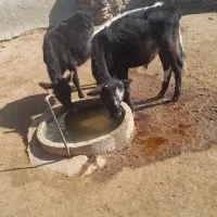 گوساله|حیوانات مزرعه|گل تپه, |دیوار