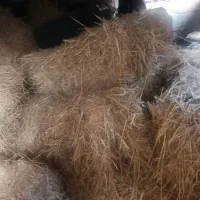 کاه وکلوش 100تا