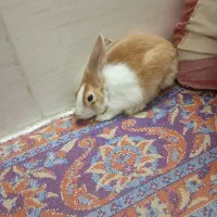 خرگوش
