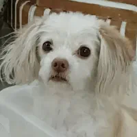 واگذاری اشپیتز شیتزو  رایگان