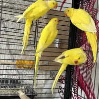 طوطی گرینچیک ردچیک ملنگو مونچیک