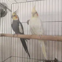 جفت عروس هلندی کار داده