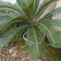 سیکاس|گل و گیاه طبیعی|رشت, پیله داربن|دیوار