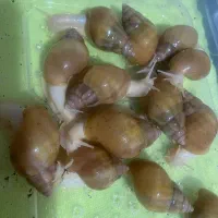 حلزون پیش مولد آچاتینا