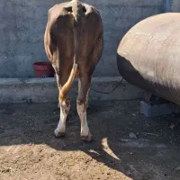 گاو موند سمینتال تلیسه 6 دندان