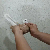 کفتر