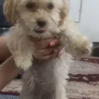 فروش سگ شیتزو