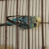 مرغ عشق انگلیسی گرید B ماده