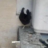 مرغ کرچ