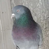 سلام کبوتر پرشی