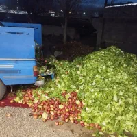 کاهو برای دام