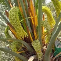 سلام|گل و گیاه طبیعی|سراوان, |دیوار