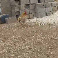 مرغ و خروس جوان|حیوانات مزرعه|زرین دشت (همدان), |دیوار