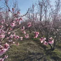 باغ|فروش زمین و ملک کلنگی|سراب, |دیوار