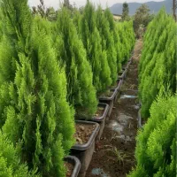 کامیس نوک دار زینتی درجه یک صادراتی فروش عمده و تک
