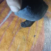 شهاب سنگ|کلکسیون اشیاء عتیقه|ابهر, |دیوار