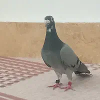 کفتر مسابقه پلاکی