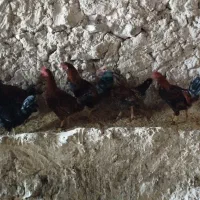 خروس|حیوانات مزرعه|کنگاور, |دیوار