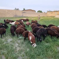 فروش شیر گوسفند