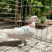 کبوتر کفتر طوقی