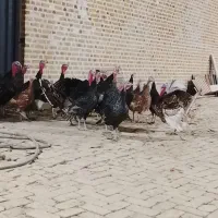 بوقلمون برنز انگلیسی|حیوانات مزرعه|اشتهارد, |دیوار