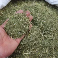 بابونه محلی