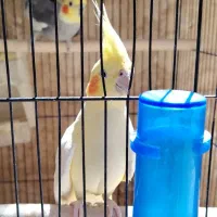 یک جفت عروس هلندی دستی و زیبا