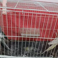 دو جفت عروس هلندی|پرنده|تربت‌حیدریه, یحیی آباد|دیوار