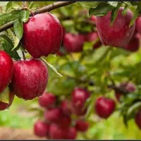 فروش نهال سیب ۲ساله
