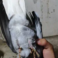 پرنده|پرنده|کیانشهر, |دیوار