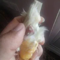 ماده قناری جفتی سهره پس بالا اماده جوجه نشون بده