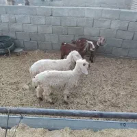 بره وبزقاله