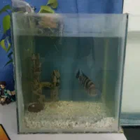 آکواریوم با کوی