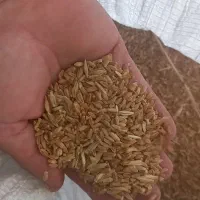 گندم دیم درجه یک|خوردنی و آشامیدنی|ویسیان, |دیوار