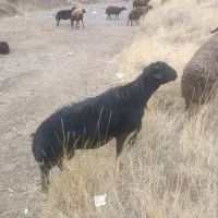 قوچ قره قزل