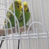 مرغ عشق انگلیسی