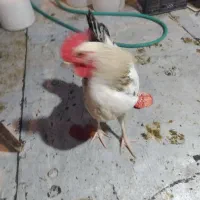 خروس 5ماهه|حیوانات مزرعه|تهران, جیحون|دیوار