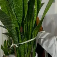 سانسوریا پوست ماری