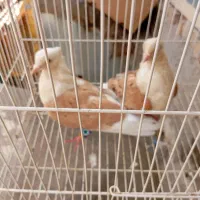 با سلام هردو نر8/9