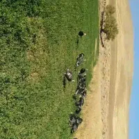 بوقلمون ارگانیک۱۰۰%