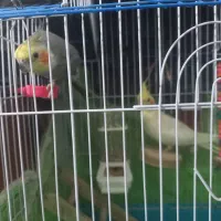 عروس هلندی نرو ماده با وسایل