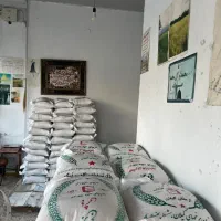 برنج هاشمی سورتینگ شده خالص