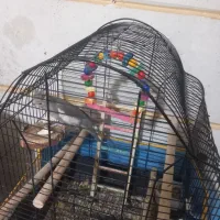 ماده عروس فروشی|پرنده|تهران, کامرانیه|دیوار