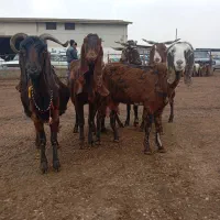 6راس بز ابستن|حیوانات مزرعه|گنبد کاووس, |دیوار