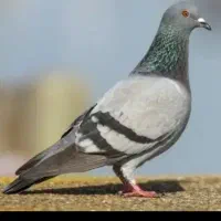 کبوتر چاهی..کفترچاهی