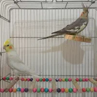 عروس هلندی|پرنده|شیراز, شهرک رضوان|دیوار