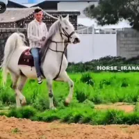 نریان درجه یک کره تهمتن بااصل و نسب|اسب و تجهیزات اسبسواری|تهران, شیراز|دیوار