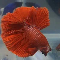 فایتر وارداتی|ماهی|تهران, تهرانسر مرکزی|دیوار